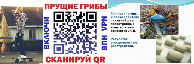 Купить где  Себеж  Галлюциногенные грибы Cubensis 
